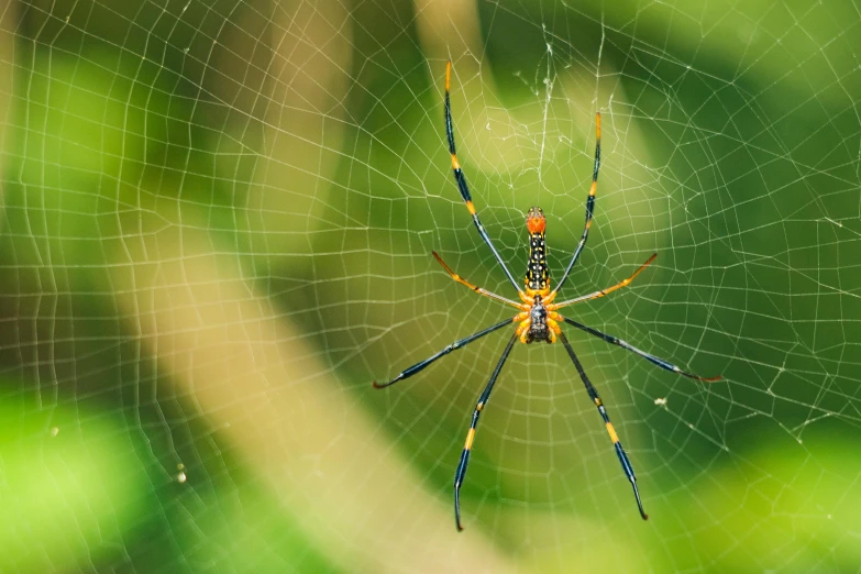 a close up of a spider on a web, pexels contest winner, brightly coloured, long antennae, getty images, geometrically realistic