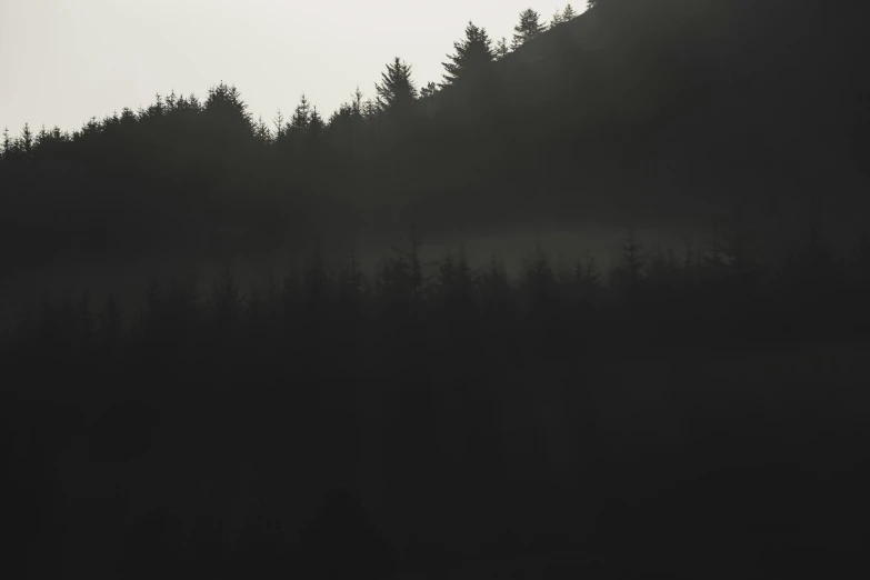 a black and white photo of a forest, by Ian Fairweather, unsplash, tonalism, hill with trees, black fir, dawn atmosphere, brown mist