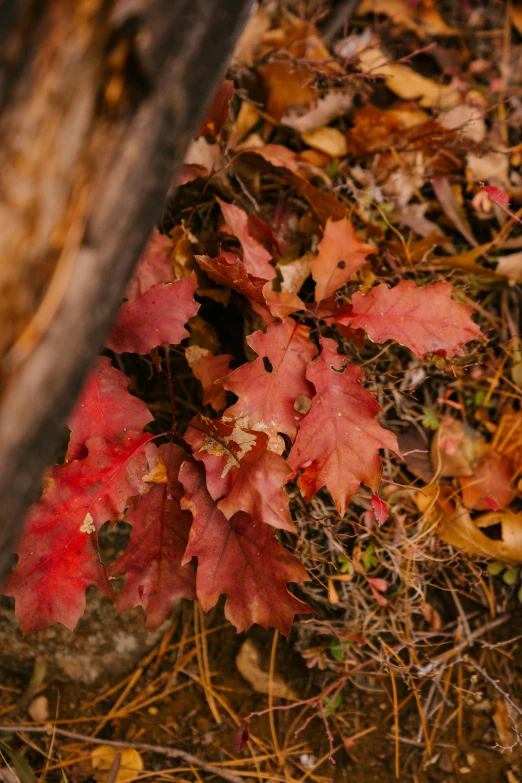 a close up of a bunch of leaves on the ground, by Jessie Algie, unsplash, red and brown color scheme, oak trees and dry grass, a wooden, ignant