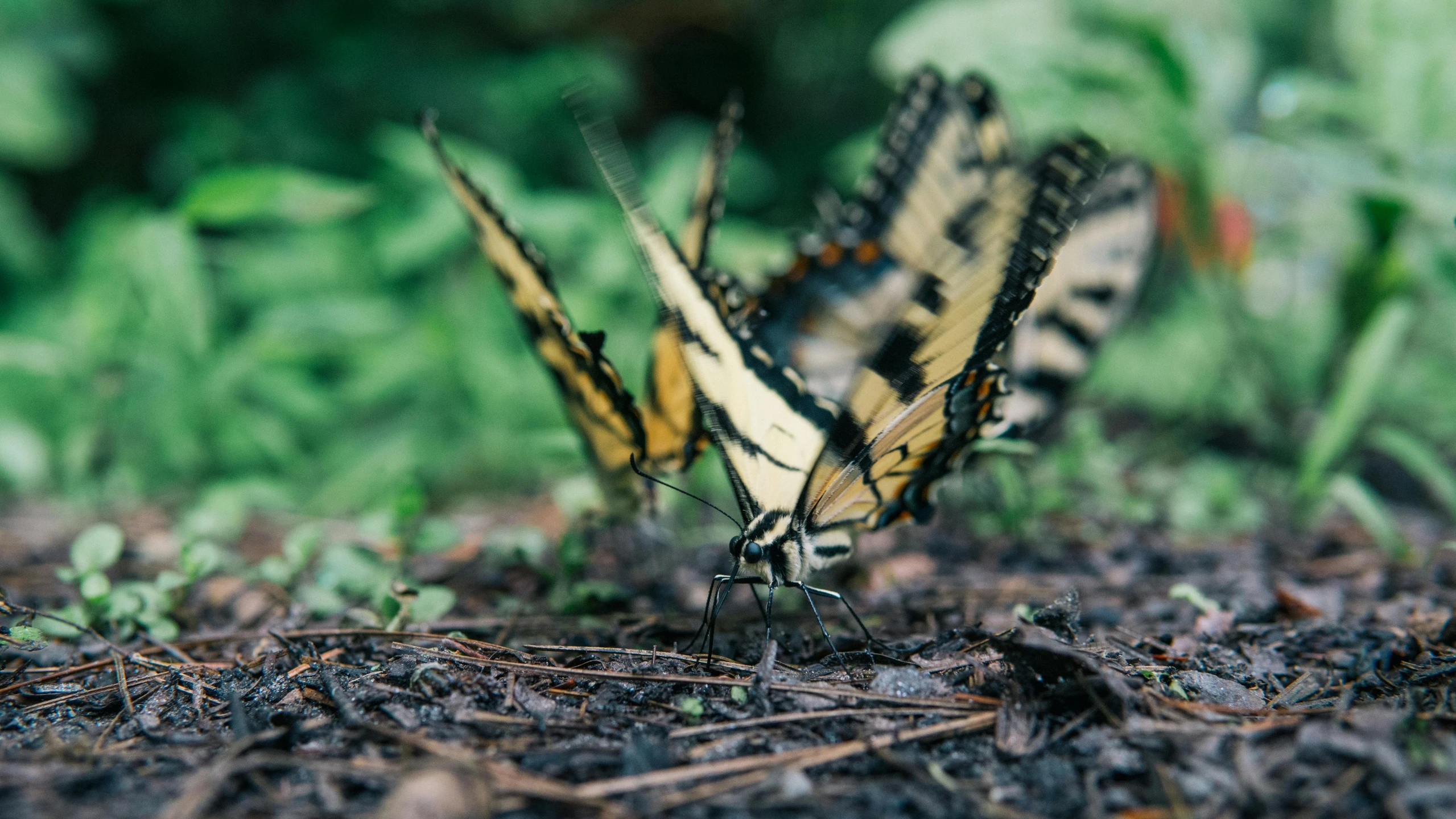 two butterflies that are sitting on the ground, by Carey Morris, pexels contest winner, fan favorite, swallowtail butterflies, cinematic close shot, close establishing shot