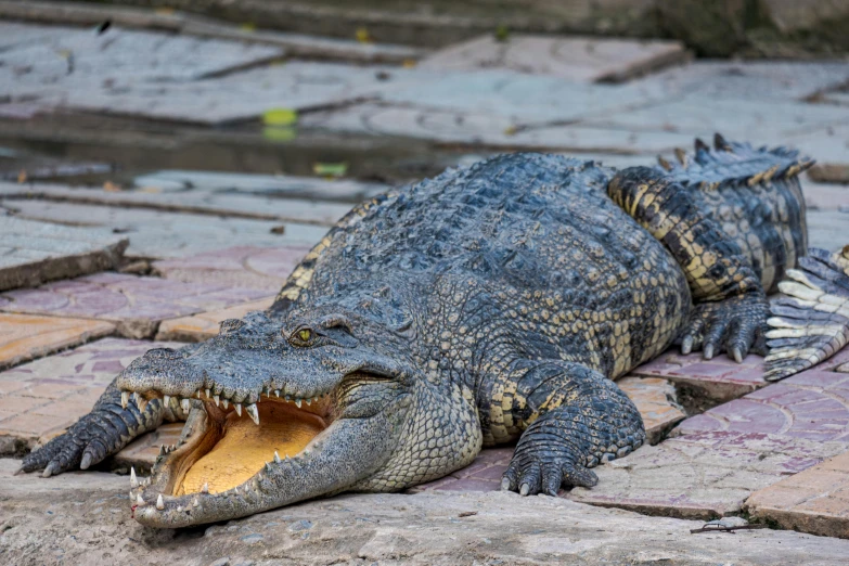 a crocodile laying on the ground with its mouth open, pexels contest winner, hurufiyya, avatar image, flattened, islamic, fully armoured