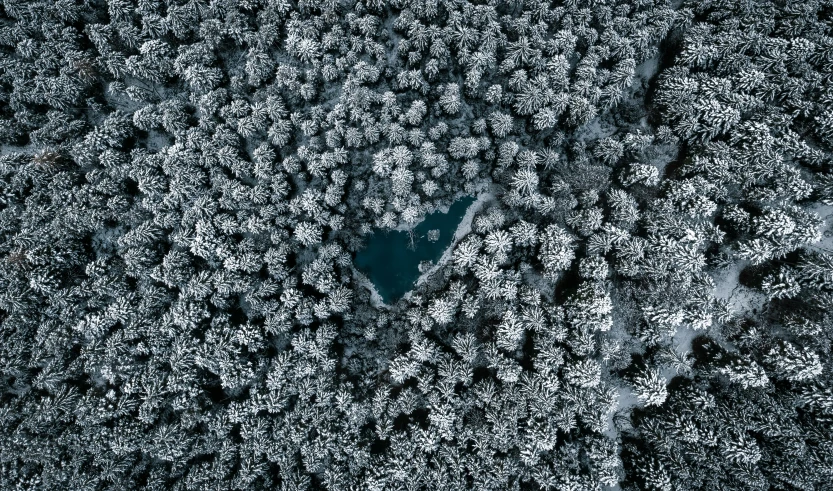 a heart shaped tree in the middle of a forest, by Sebastian Spreng, unsplash contest winner, land art, frozen lake, birdeye, dark and white, white and blue