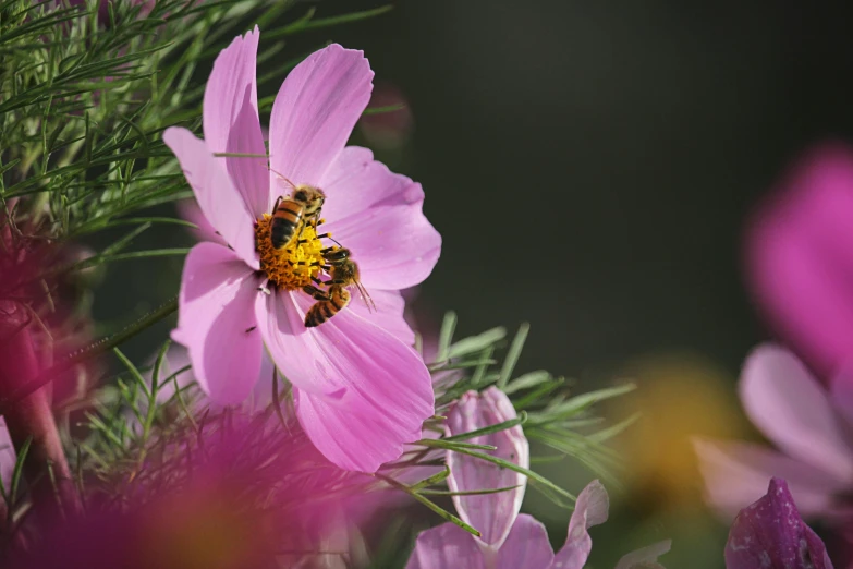 a bee sitting on top of a pink flower, an album cover, by Jacob de Heusch, pexels contest winner, romanticism, miniature cosmos, thumbnail, medium format, australian wildflowers