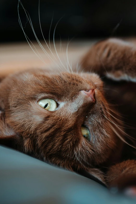 a brown cat laying on top of a couch, pexels contest winner, renaissance, bottom body close up, head tilted down, gif, chocolate