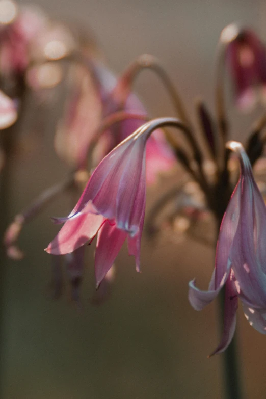 a close up of a bunch of pink flowers, a macro photograph, by Julian Allen, renaissance, bells, brown, early morning light, colour photograph