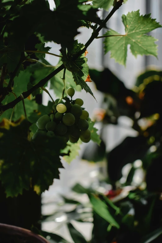 a close up of a bunch of grapes on a vine, inspired by Elsa Bleda, unsplash, indoor shot, multiple stories, lo fi, low quality photo