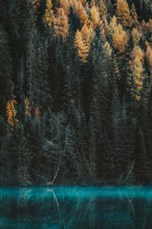 a boat sitting on top of a lake next to a forest, inspired by Elsa Bleda, unsplash contest winner, pine color scheme, tall trees, amber and blue color scheme, ((trees))