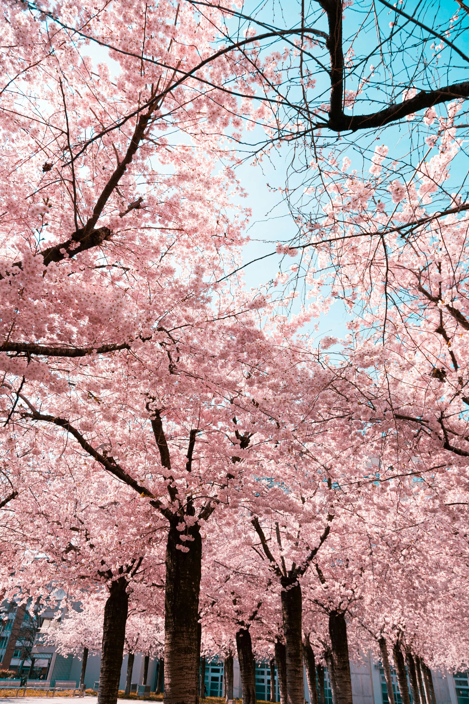 a park filled with lots of pink trees, washington dc, rinko kawauchi, close-up photo, blue skies