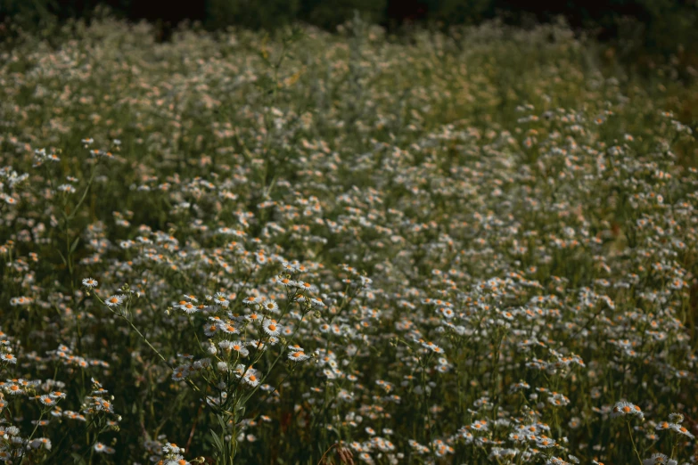 a field full of white flowers with trees in the background, by Attila Meszlenyi, unsplash, chamomile, medium format. soft light, 1 6 x 1 6, dappled in evening light