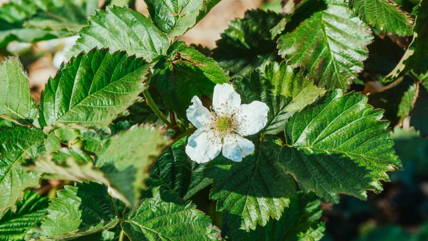 a close up of a flower on a plant, unsplash, hurufiyya, strawberry, wide high angle view, “ iron bark, with a whitish