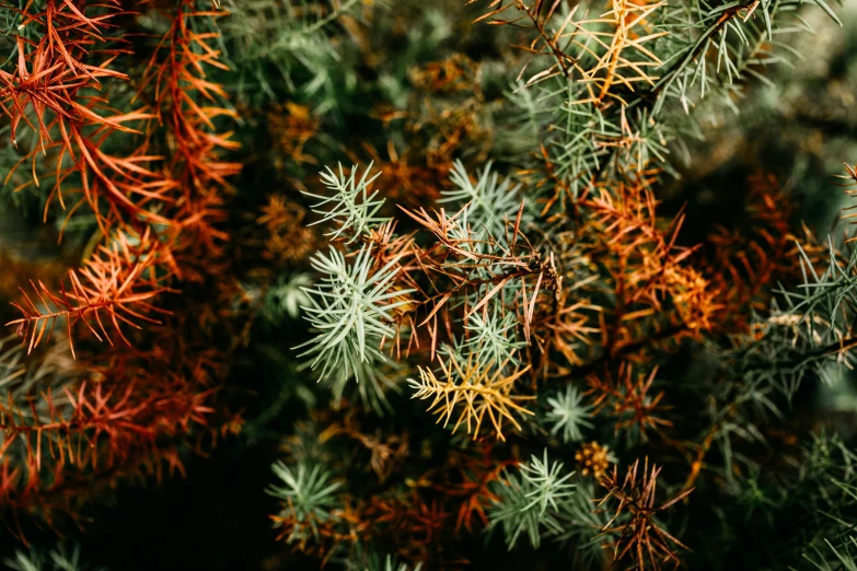 a close up of a plant with orange and green leaves, an album cover, unsplash, australian tonalism, scary pines, lichen, spiky, many interstellar plants