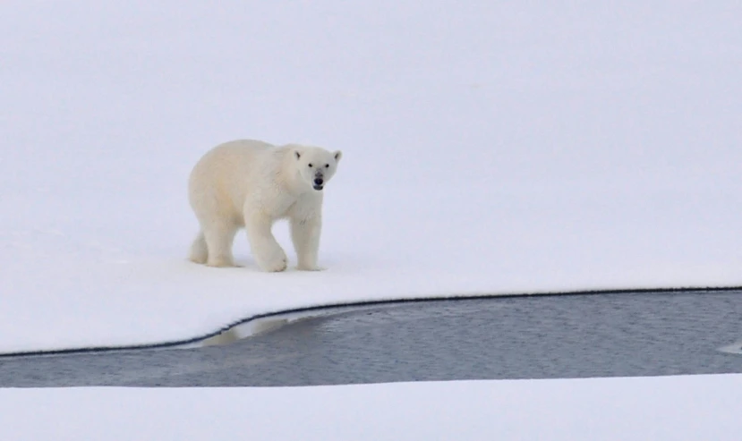 a polar bear walking across a snow covered field, pexels contest winner, hurufiyya, standing next to water, conde nast traveler photo, high quality print, david hardy