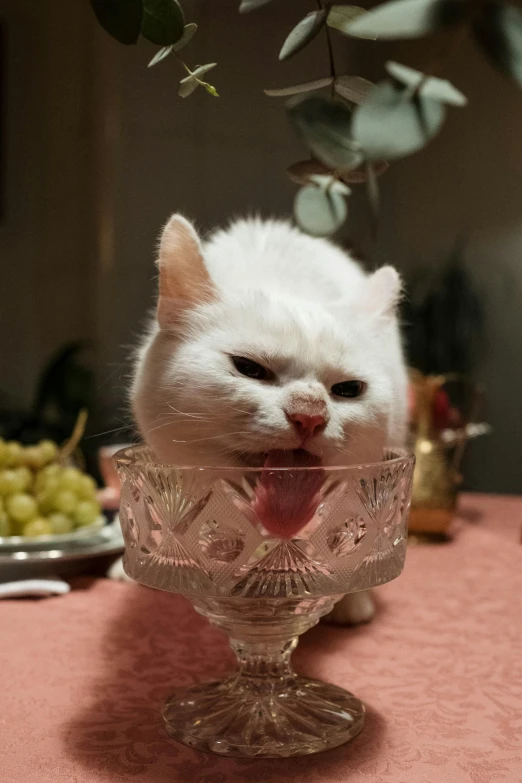 a white cat sitting in a glass bowl on a table, inspired by Elsa Bleda, reddit, renaissance, eating rotting fruit, gif, angry 8 k, wine