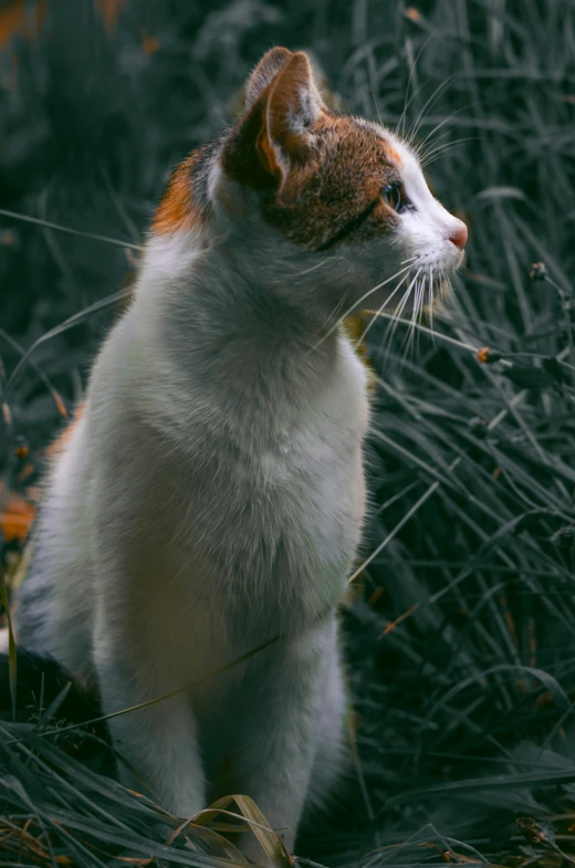 a cat that is sitting in the grass, by Muggur, unsplash, medium format. soft light, white and orange, cinematic shot ar 9:16 -n 6 -g, standing