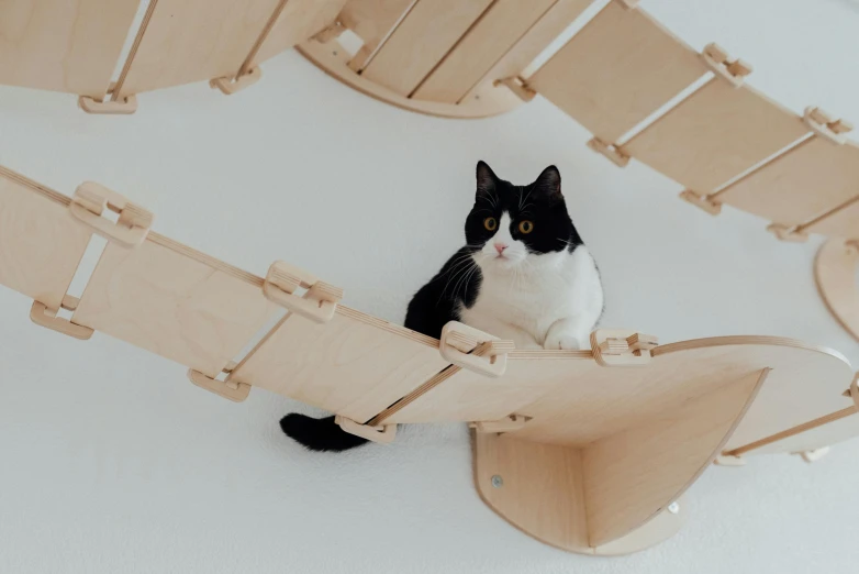 a black and white cat sitting on top of a wooden structure, unsplash, bauhaus, hanging from the ceiling, curved, modular, with a white background