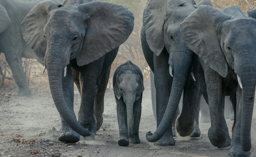 a herd of elephants walking down a dirt road, an album cover, by Terese Nielsen, unsplash contest winner, incoherents, cub, frans lanting, family portrait, highly detaild