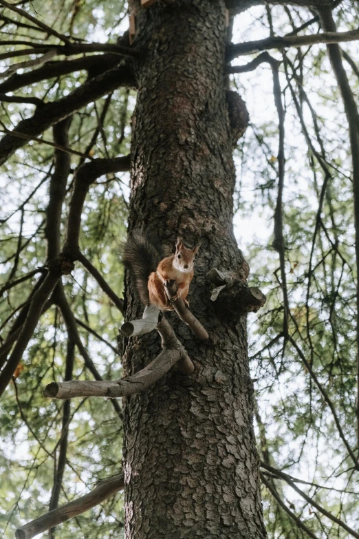 a cat that is sitting on top of a tree, by Slava Raškaj, unsplash, real life charmander, arrendajo in avila pinewood, low quality photo, high angle shot