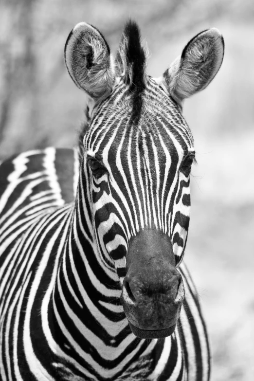 a black and white photo of a zebra, by Dave Melvin, staring at you, on beyond zebra, fine art print, f/2