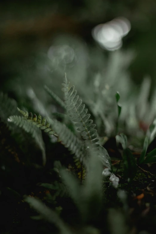 a white flower sitting on top of a lush green field, a macro photograph, unsplash contest winner, australian tonalism, psychedelic fern, 4k in plastic dark tilt shift, in a spooky forest, underexposed grey