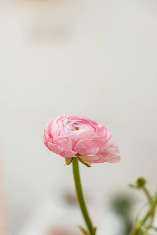 a close up of a pink flower in a vase, by Kristin Nelson, on a pale background, lightweight, short dof, looking left