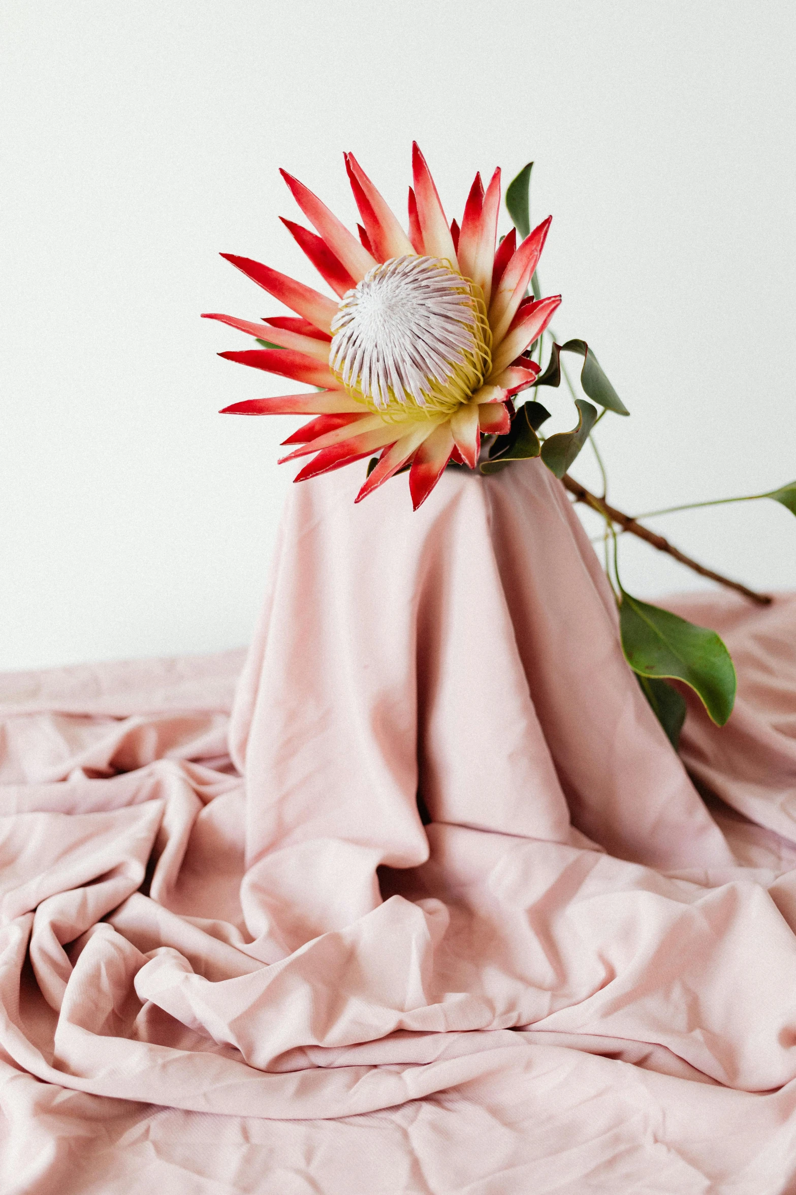 a flower sitting on top of a pink cloth, a still life, by Emily Shanks, trending on unsplash, visual art, wearing a long flowy fabric, on a white table, passion flower, pastel pink skin tone