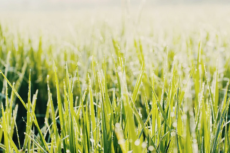 a field of grass with water droplets on it, pexels, cold sunny weather, ready to eat, high quality product image”, light green mist