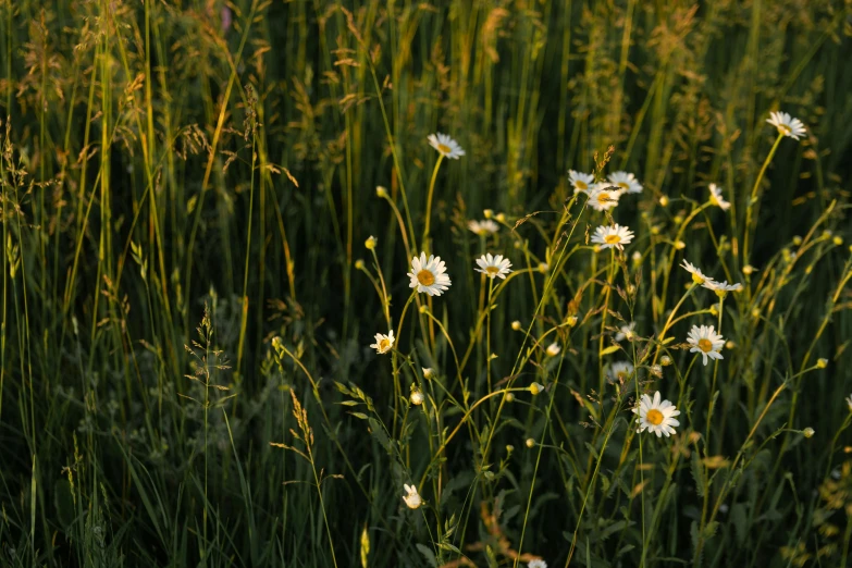 a field full of tall grass and white flowers, unsplash, evening sunlight, chamomile, shot on sony a 7, uncrop