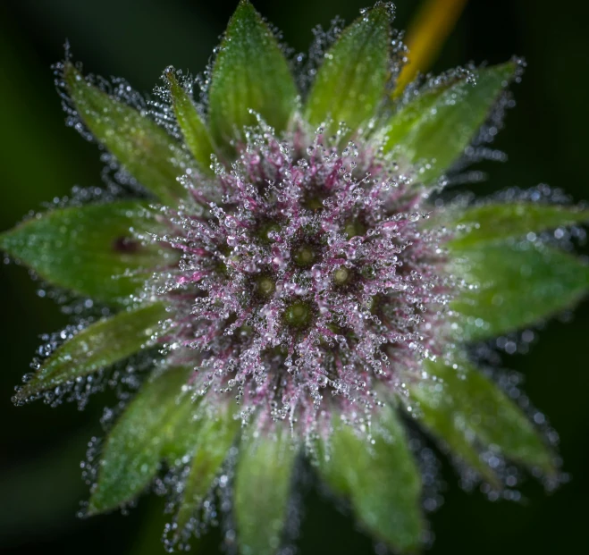 a close up of a flower with water droplets on it, a macro photograph, unsplash, thistles, paul barson, green sparkles, high angle close up shot