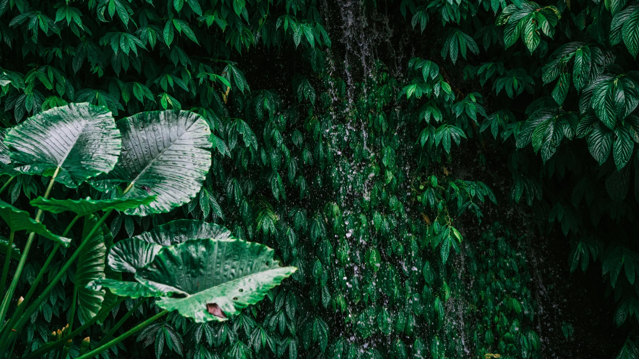 a waterfall in the middle of a lush green forest, inspired by Elsa Bleda, pexels contest winner, visual art, tropical leaves, shot on hasselblad, verdant plant wall, plant armour