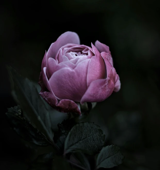 a single pink flower sitting on top of a green leaf, by Frederik Vermehren, pexels contest winner, romanticism, dark moody purple lighting, huge rose flower head, peony, ominous gothic aesthetic