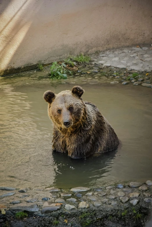 a brown bear sitting in a pool of water, warsaw, fan favorite, decorative, canyon