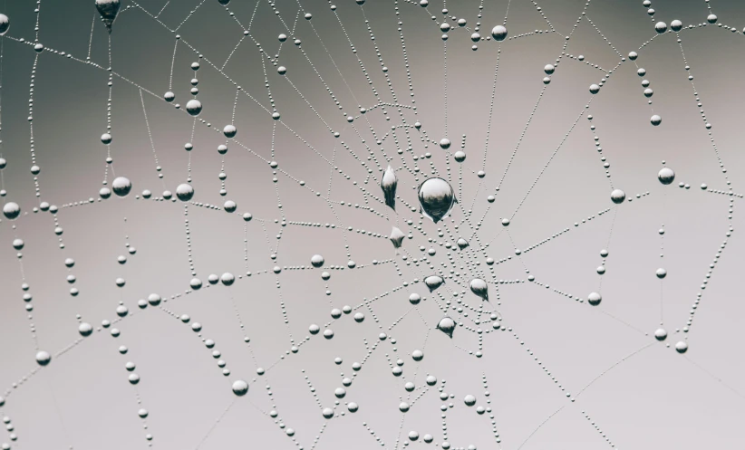 a spider web with water droplets on it, a microscopic photo, by Matija Jama, pexels, minimalism, finely detailed illustration, short light grey whiskers, ignant, computer wallpaper