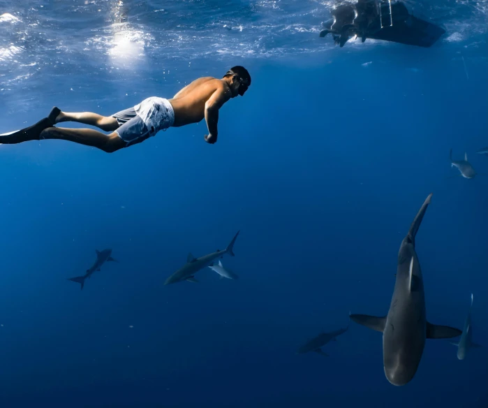 a man swimming in the ocean surrounded by sharks, by Julian Allen, pexels contest winner, renaissance, azores, sail, nat geo, blue