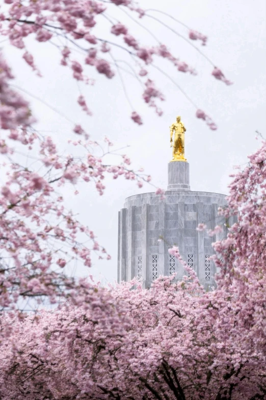 a tree with pink flowers in front of a building, a statue, by Josh Bayer, unsplash contest winner, oregon, golden towers, cherry, parliament