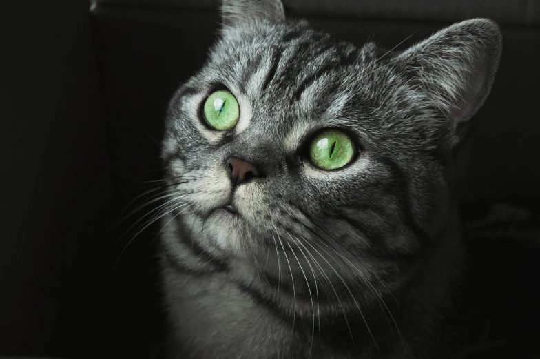 a close up of a cat with green eyes, pexels contest winner, grey, instagram post, green glows, silver eyes full body