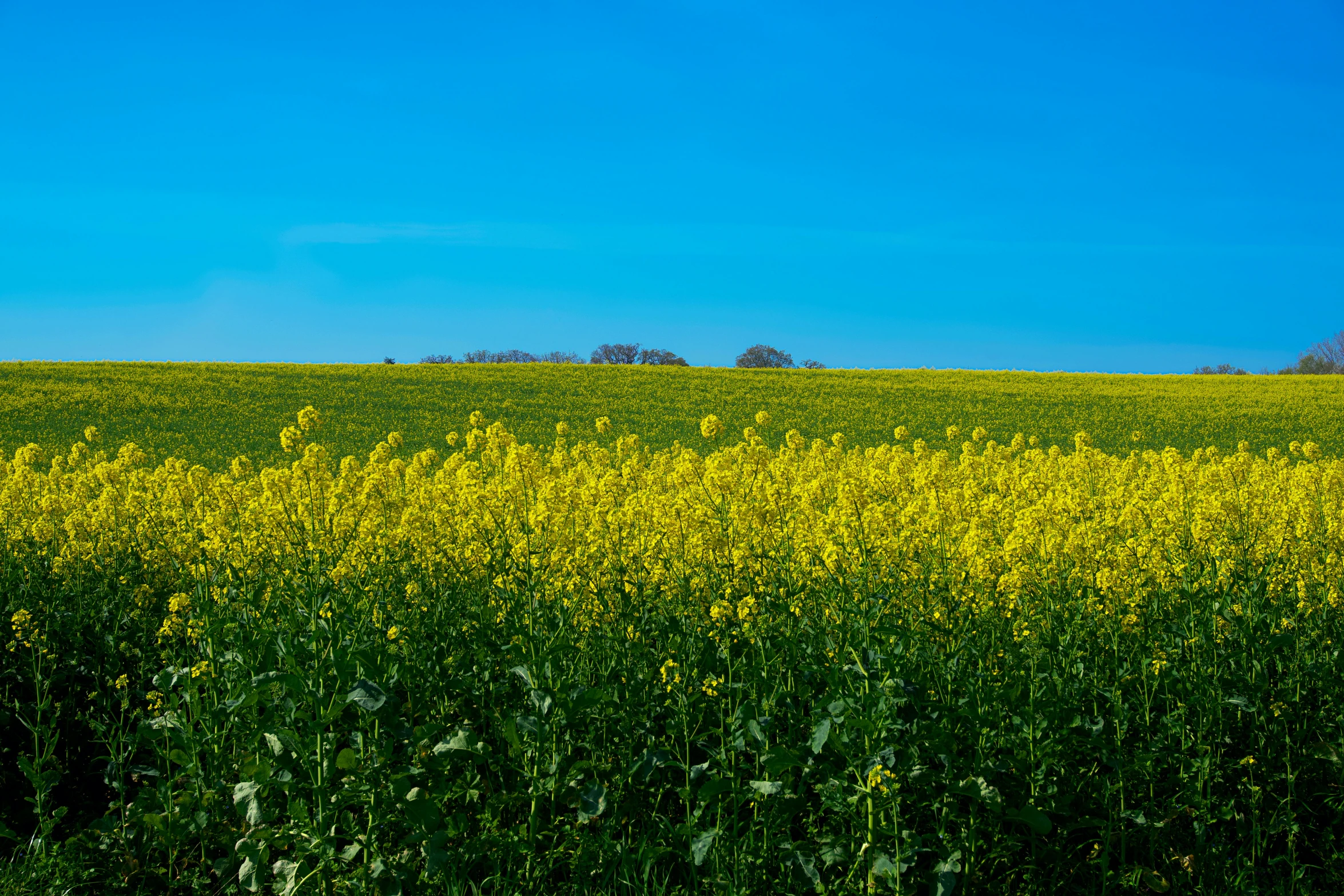 a field of yellow flowers under a blue sky, by Peter Churcher, unsplash, color field, picton blue, horizon, shot on sony a 7, farming