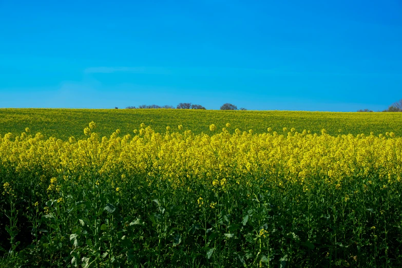 a field of yellow flowers under a blue sky, by Peter Churcher, unsplash, color field, picton blue, horizon, shot on sony a 7, farming