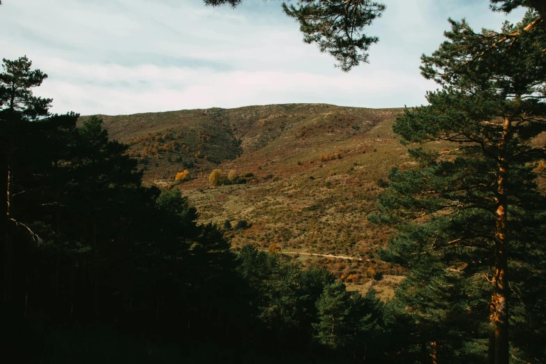 a forest filled with lots of trees next to a mountain, unsplash, les nabis, arrendajo in avila pinewood, 2 5 6 x 2 5 6 pixels, ochre, crater