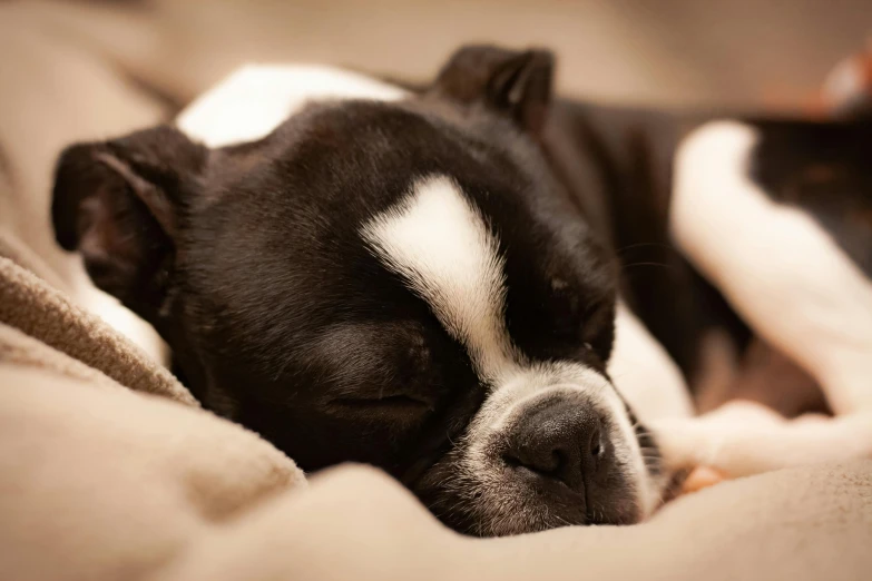 a black and white dog sleeping on a bed, pexels contest winner, chihuahua, manuka, extremely polished, warm coloured