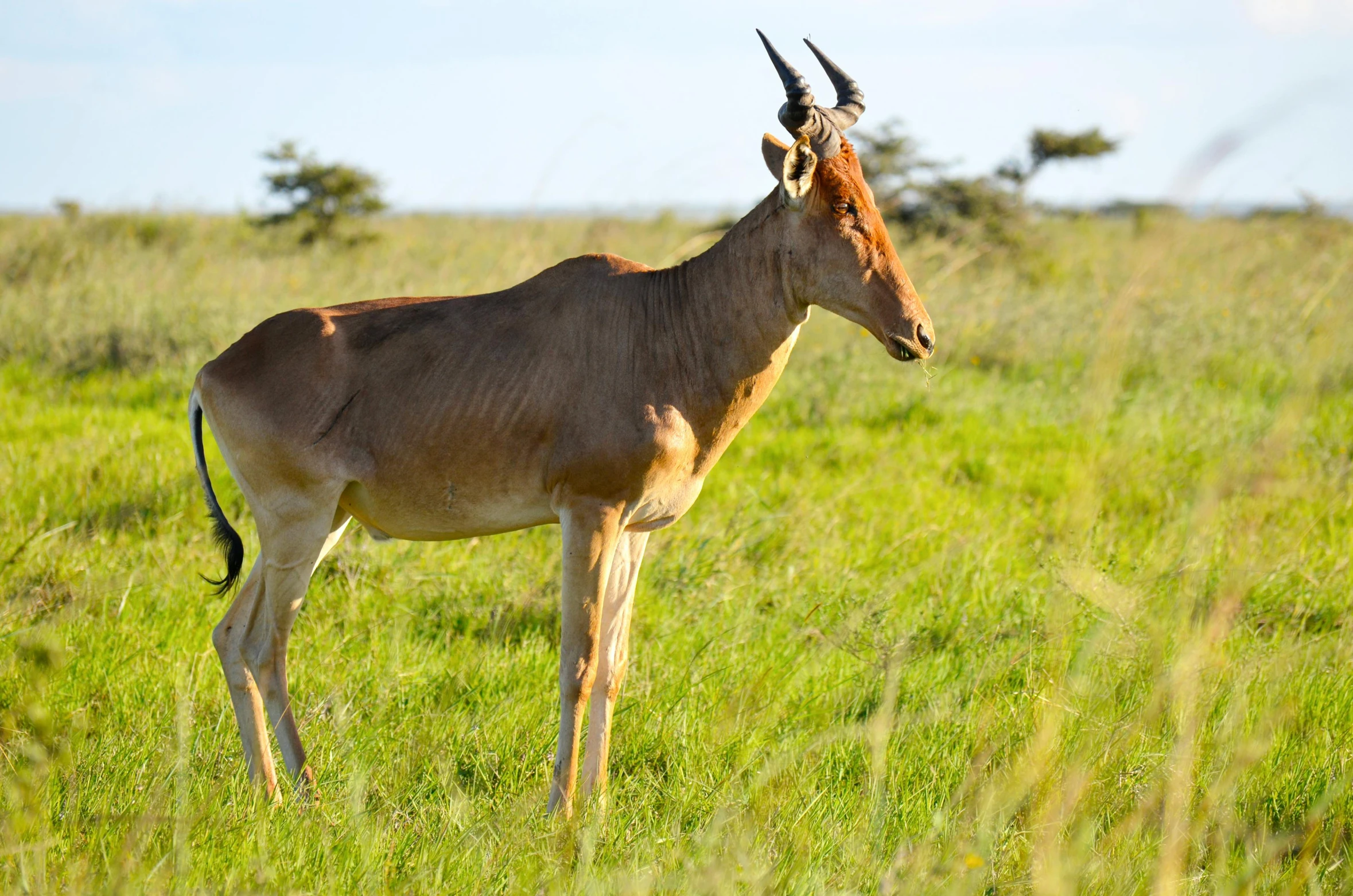 a brown antelope standing on top of a lush green field