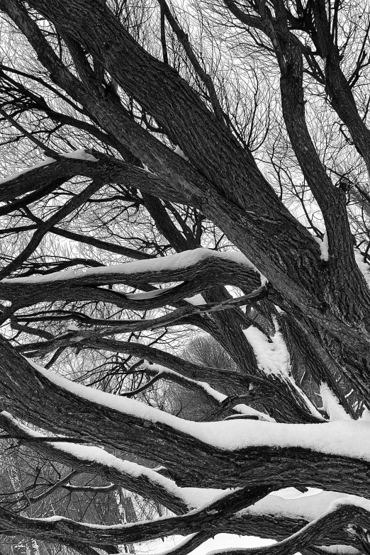 a black and white photo of a snow covered tree, a black and white photo, inspired by André Kertész, flickr, tree branches intertwine limbs, large magical trees, winding branches, monochrome color