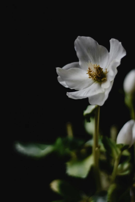 a close up of a white flower on a black background, an album cover, by Anna Boch, unsplash, anemones, early spring, medium format, indoor picture