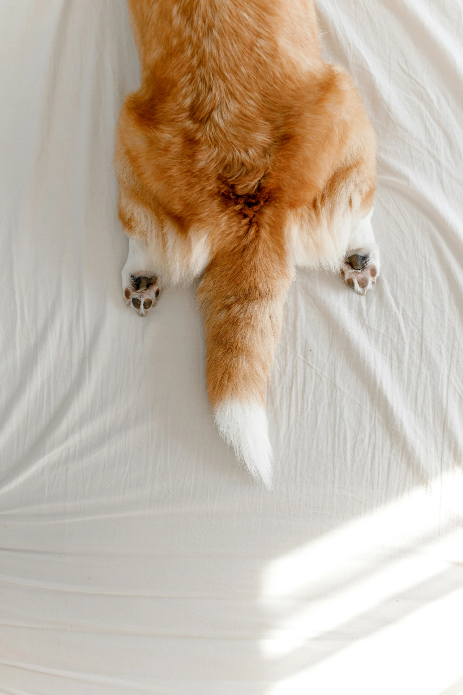 a brown and white dog laying on top of a bed, pexels contest winner, furry art, beautiful cat feet, perfect symmetry, corgi, gif