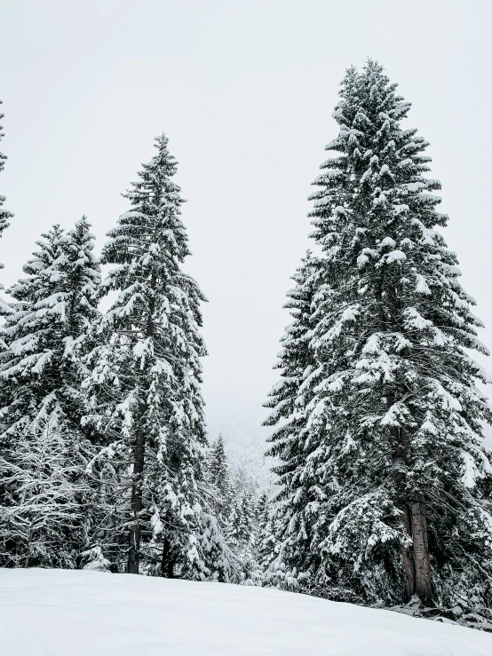 a man riding a snowboard down a snow covered slope, by Anna Haifisch, pexels contest winner, hurufiyya, tall large trees, fir trees, today\'s featured photograph 4k, panorama