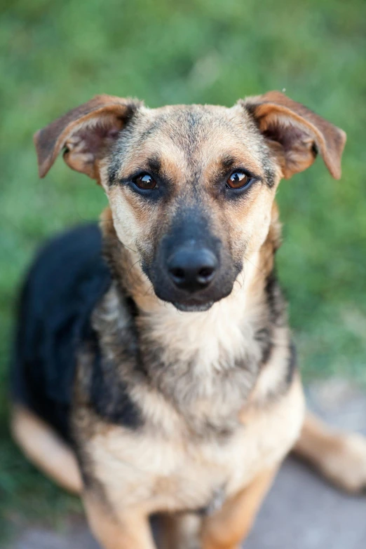 a brown and black dog sitting on top of a sidewalk, a portrait, flickr, headshot of young female furry, adopt, square, large ears
