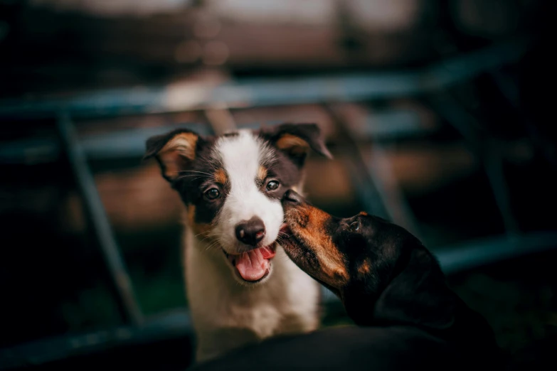 a couple of dogs standing next to each other, by Emma Andijewska, pexels contest winner, kissing smile, thumbnail, puppy, australian
