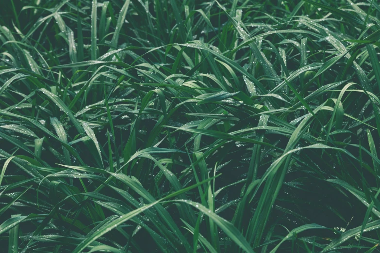 a red fire hydrant sitting in the middle of a lush green field, an album cover, unsplash, hurufiyya, grass texture, background image, knees tucked in | rain falls, plants allover