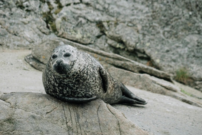 a close up of a seal on a rock, by Jørgen Nash, pexels contest winner, hurufiyya, taken in the 2000s, decoration, stand on stone floor, over the shoulder