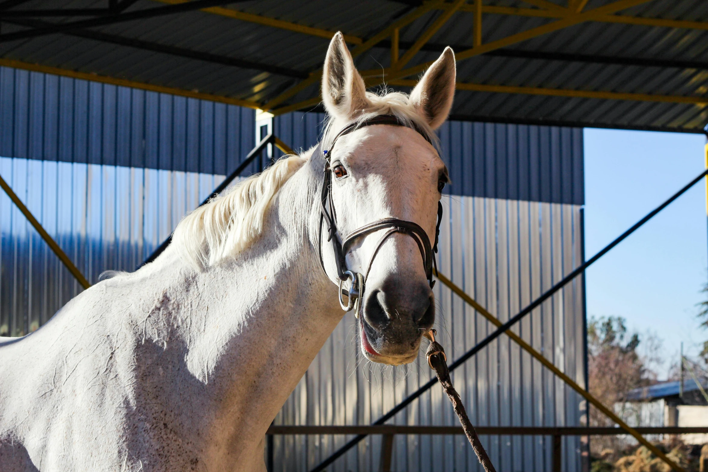 a close up of a horse wearing a bridle, pexels contest winner, thumbnail, grey, full body in shot, rectangle