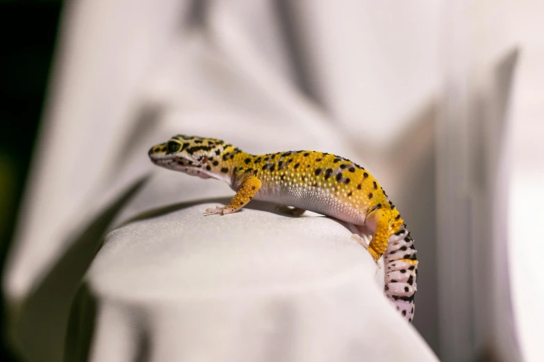 a lizard sitting on top of a white chair, gold speckles, with glowing yellow eyes, white with black spots, today\'s featured photograph 4k